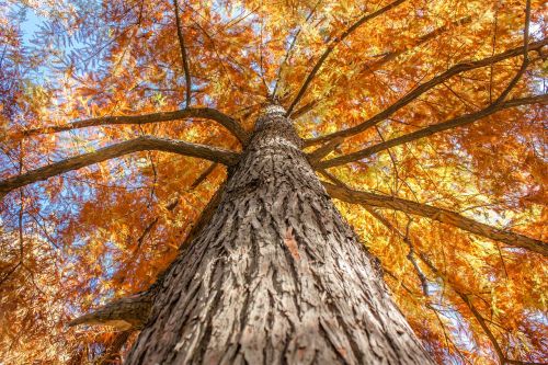 tree yellow leaves autumn