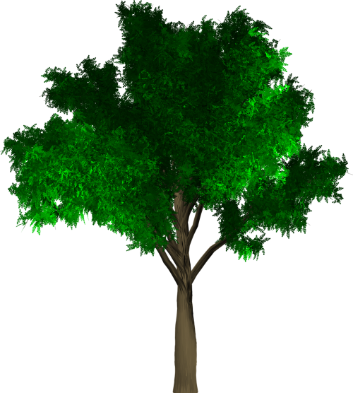 tree isolated leaf