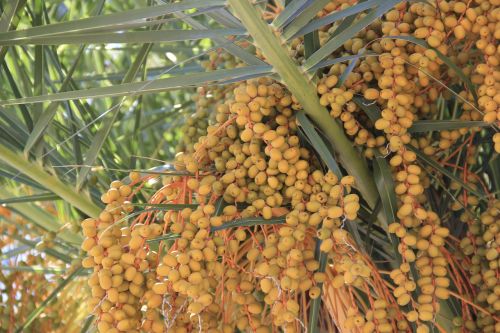 tree fruits nature