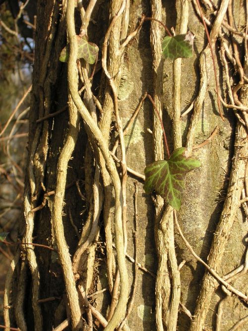 tree ivy trunk
