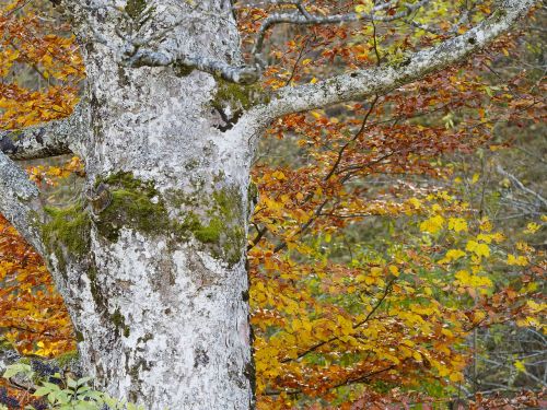 tree leaves nature