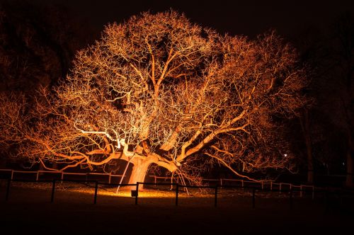 tree light lighting