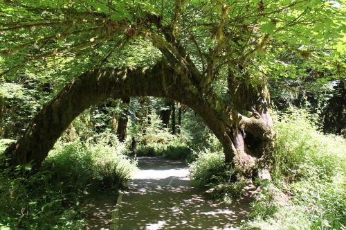tree arch forest