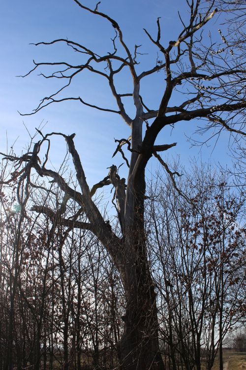 tree dry tree autumn