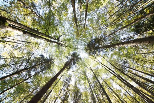 tree wood forest