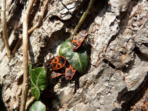 tree beetle insect