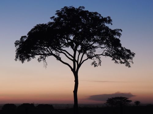 tree dusk twilight