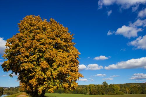 tree nature panorama