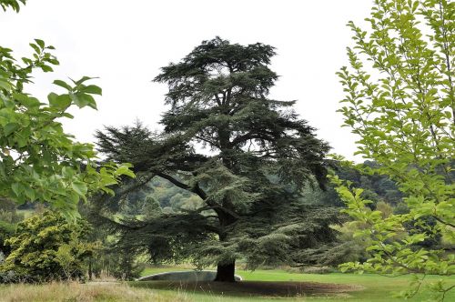 tree green garden