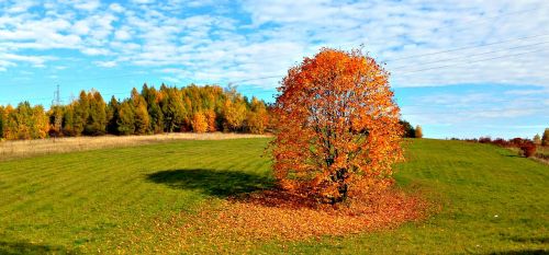 tree autumn landscape