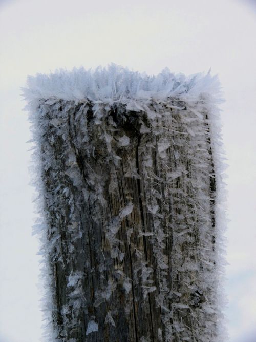 tree ice iced