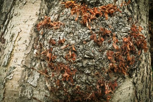 tree bark log