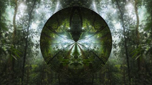 tree circle lens