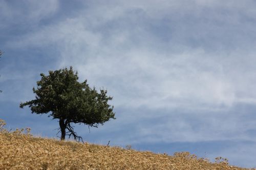 tree loneliness mountains