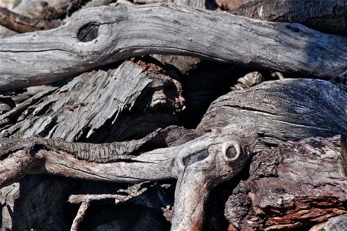 tree dry nature