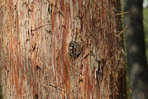 tree bark environment