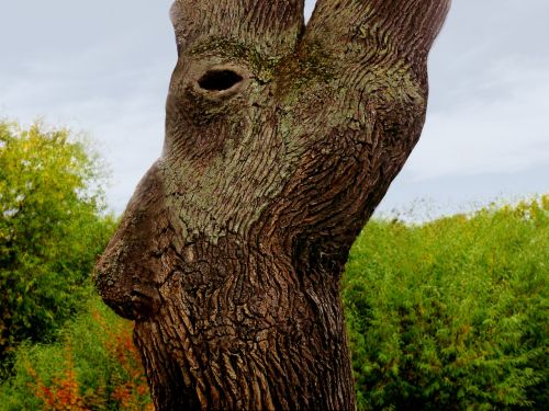 tree log face
