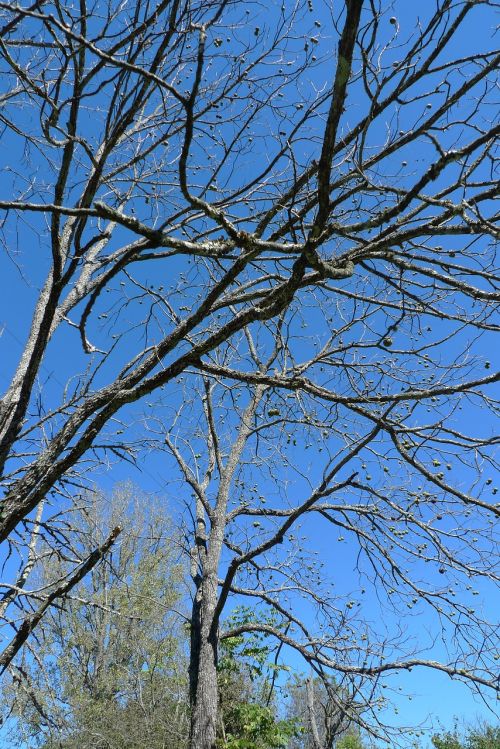 tree walnut nature