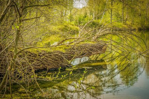 tree log lake