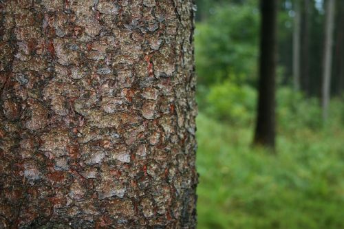 tree bark nature