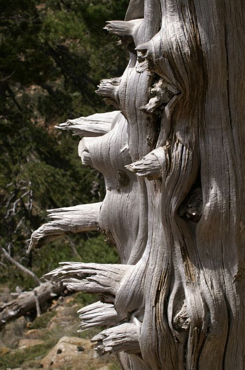 tree dead wood