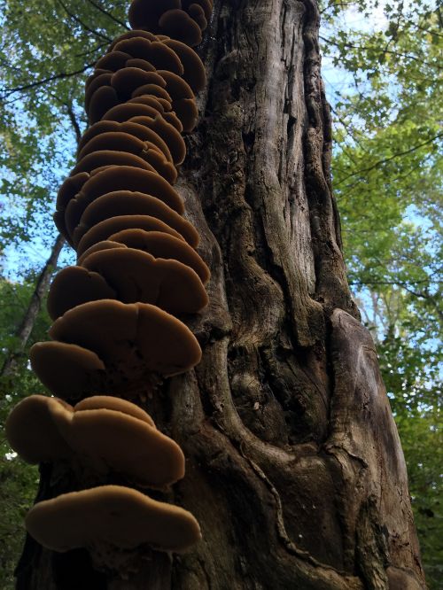 tree fungi mushroom