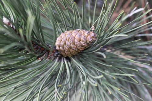 tree cone macro