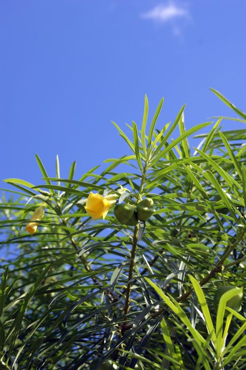 tree blossom bloom