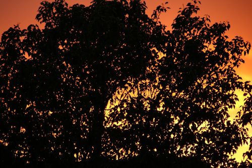 tree silhouette sunset