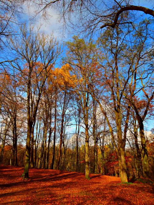 tree forest autumn