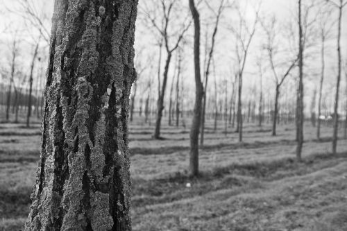 tree park bark