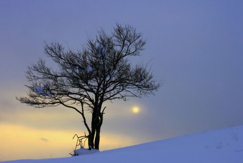 tree winter solar