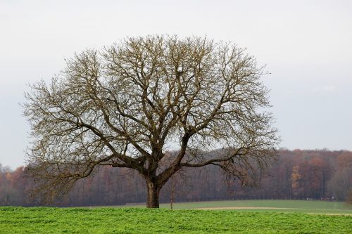 tree field wood