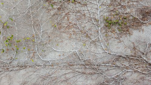 tree texture vegetation