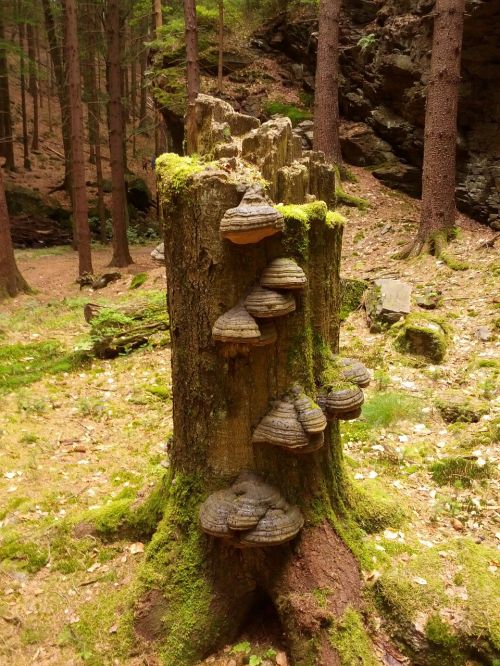 tree stump forest
