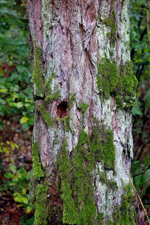 tree old lichens