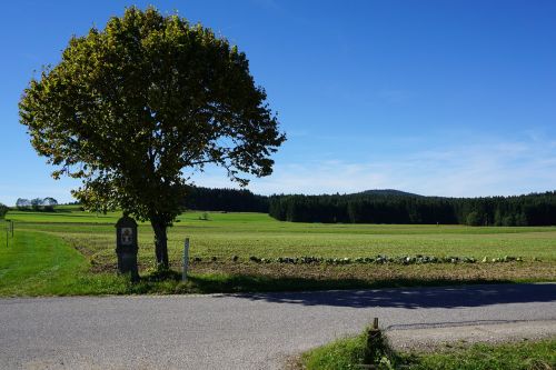 tree wayside cross nature