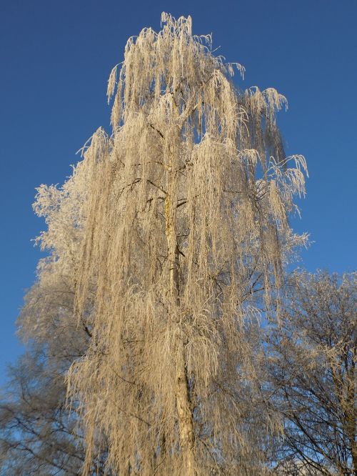 tree frost cold