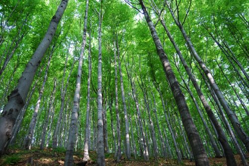 tree forest nature