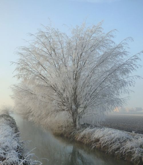 tree frost snow