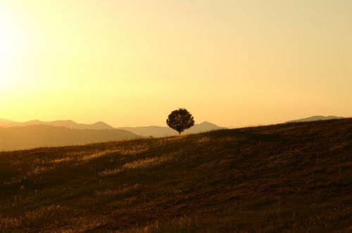 tree solitary landscape