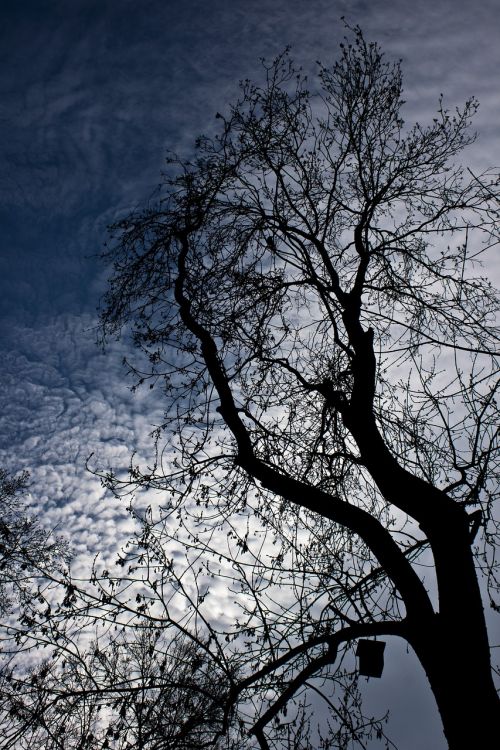 tree branch cloud