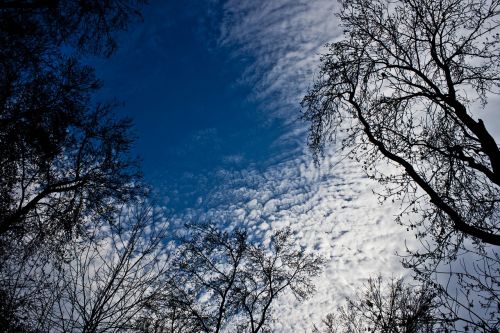 tree branch forest