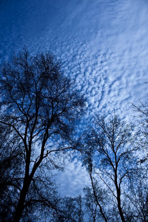 tree branch cloud