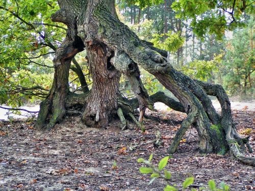 tree nature the roots of the