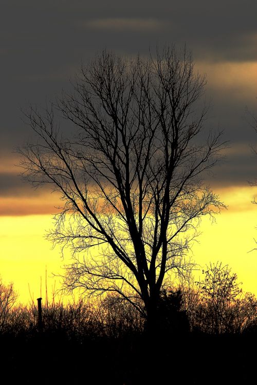 tree sky nature