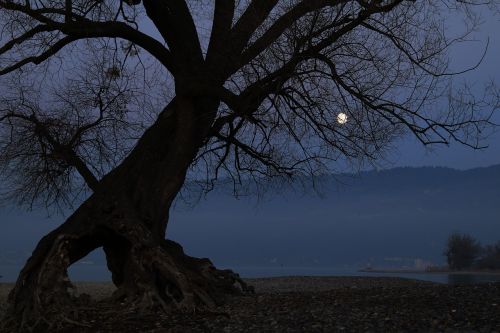 tree dance moon
