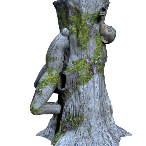 tree wood woman