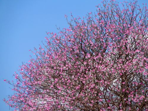 tree pink sky blue
