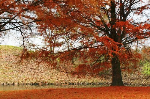 tree autumn red